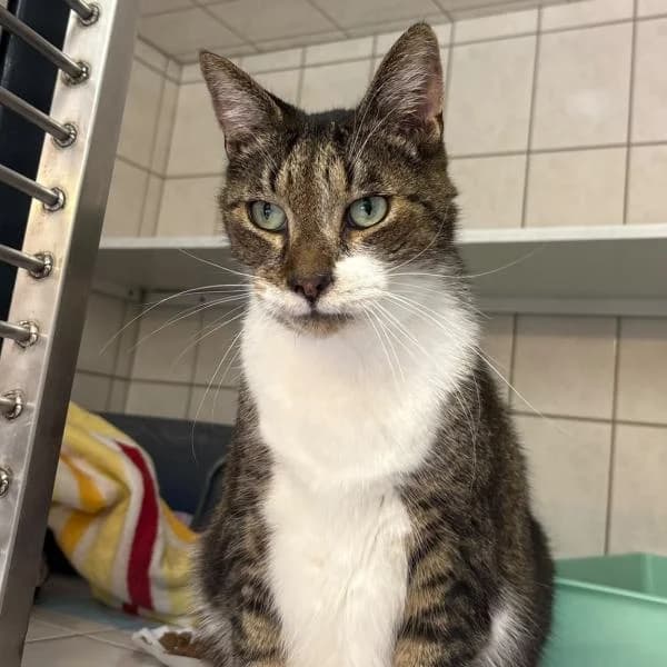 Uno und Loki, male European Shorthair for adoption at Tierheim Bottrop, Bottrop
