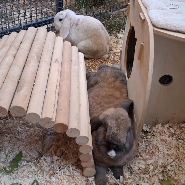 Whisky und Max, male mixed breed for adoption at Tierheim Bottrop, Bottrop