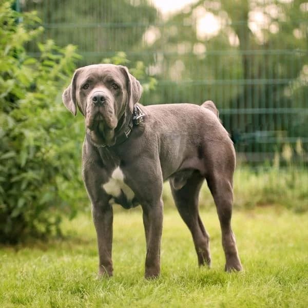 Zeus, male Cane Corso for adoption at Tierheim Bottrop, Bottrop