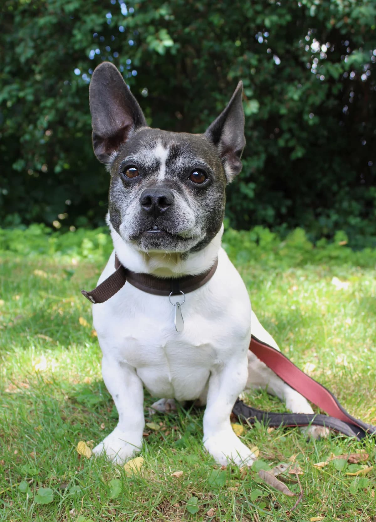 Buddy, male 7yo French Bulldog for adoption at Tierheim Braunschweig, Braunschweig