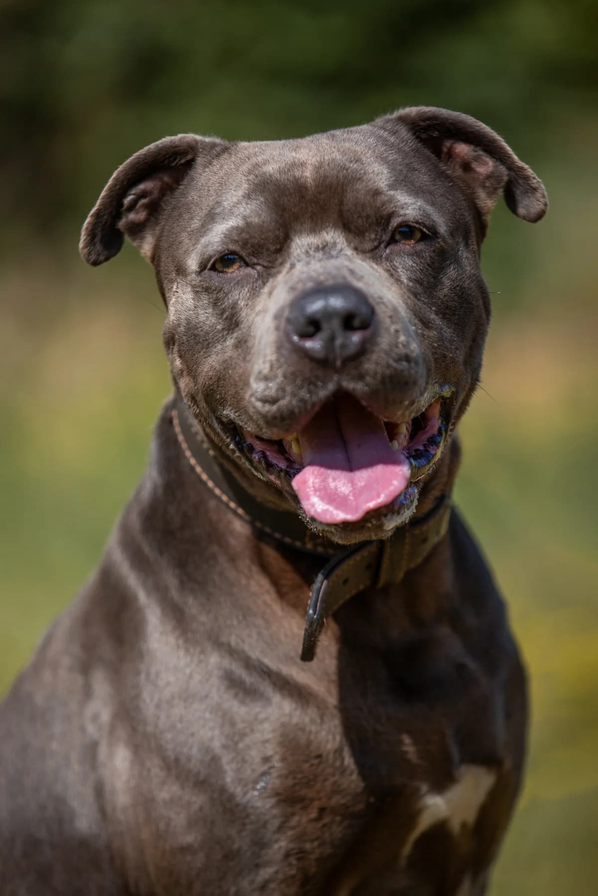 GΓΌnter, male senior Mixed Breed for adoption at Tierheim Braunschweig, Braunschweig