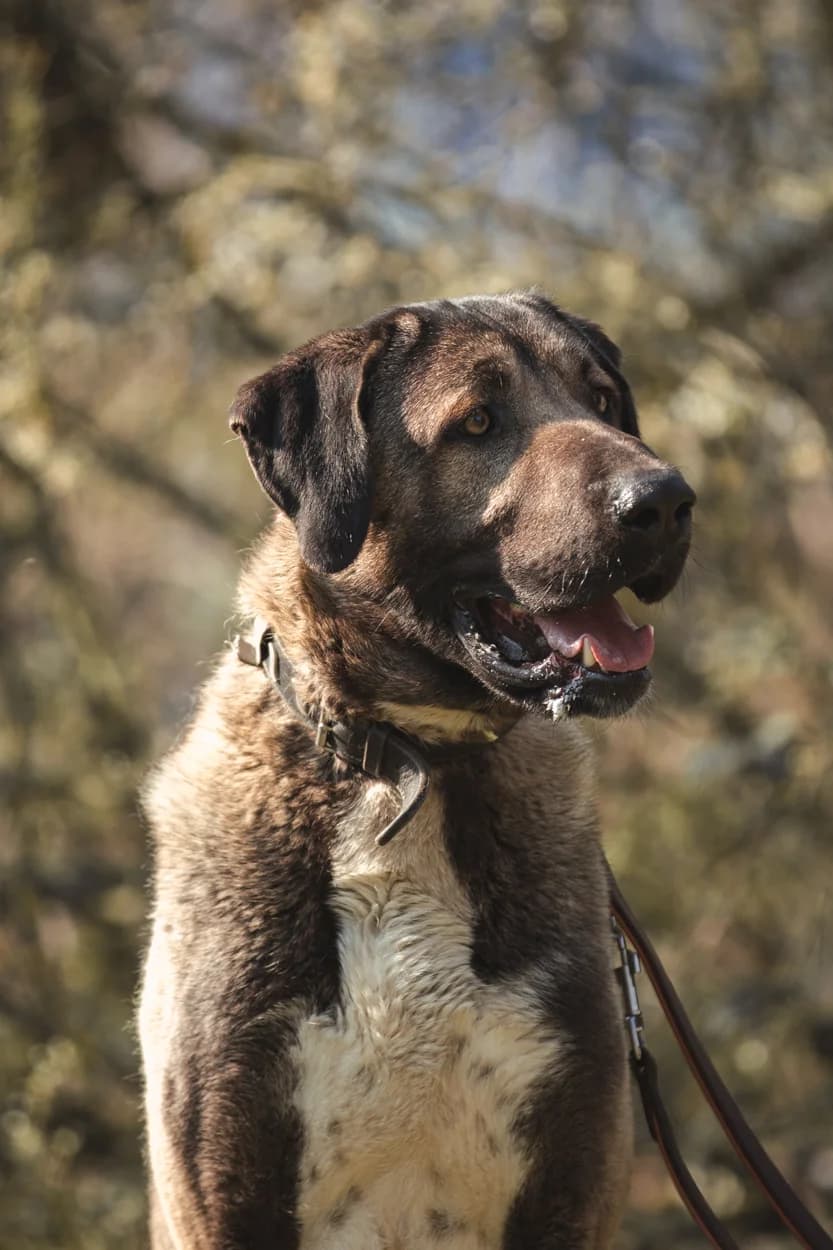 Ates, male 3yo Kangal for adoption at Tierheim Braunschweig, Braunschweig