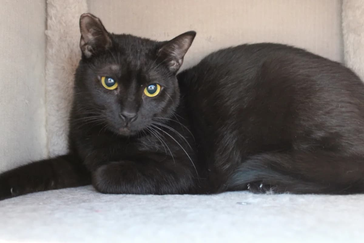 Minnie, female mixed breed for adoption at Tierheim Braunschweig, Braunschweig