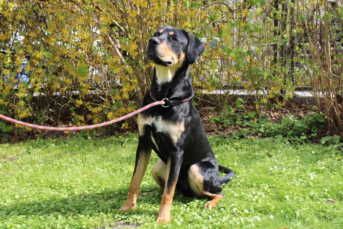 Bali, Labrador Retriever for adoption at Braunschweig