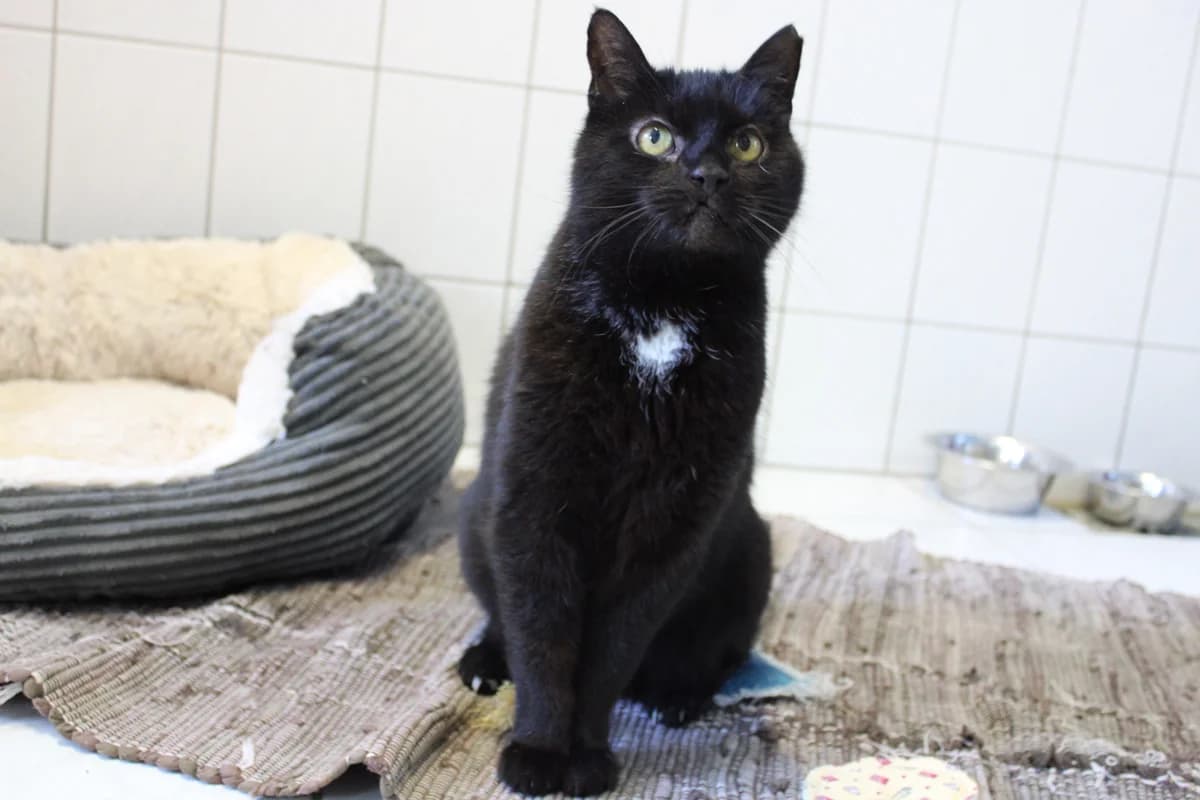 Kaya, female 7yo mixed breed for adoption at Tierheim Braunschweig, Braunschweig