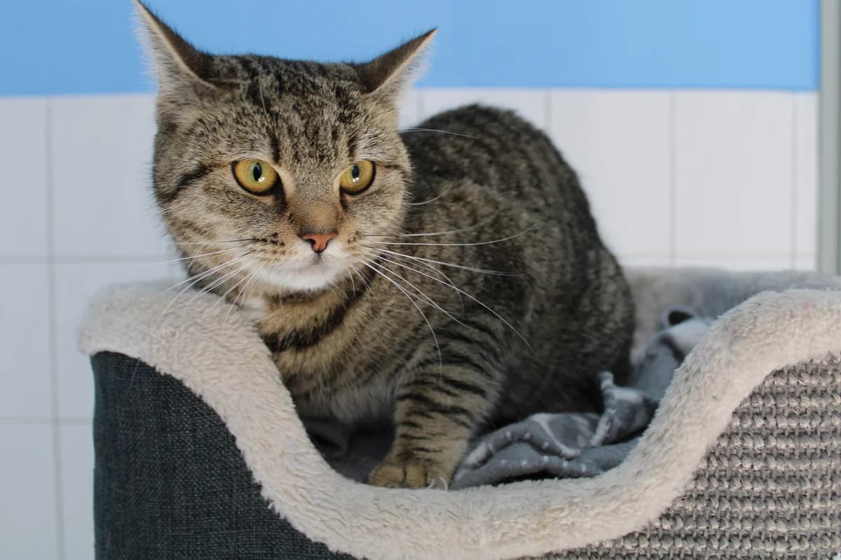 Bubbles und Blossom, female mixed breed for adoption at Tierheim Braunschweig, Braunschweig