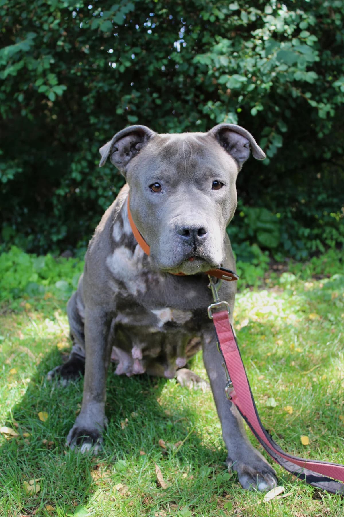 Elaine, female senior Staffordshire Bull Terrier for adoption at Tierheim Braunschweig, Braunschweig