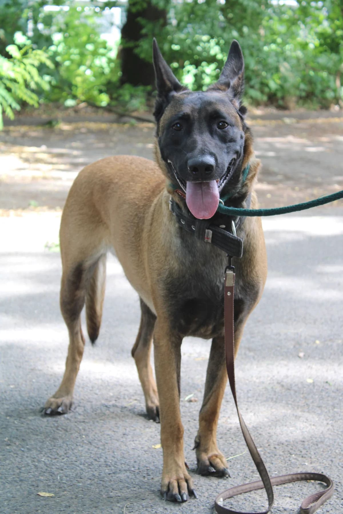 Mila, female Belgian Malinois for adoption at Tierheim Braunschweig, Braunschweig