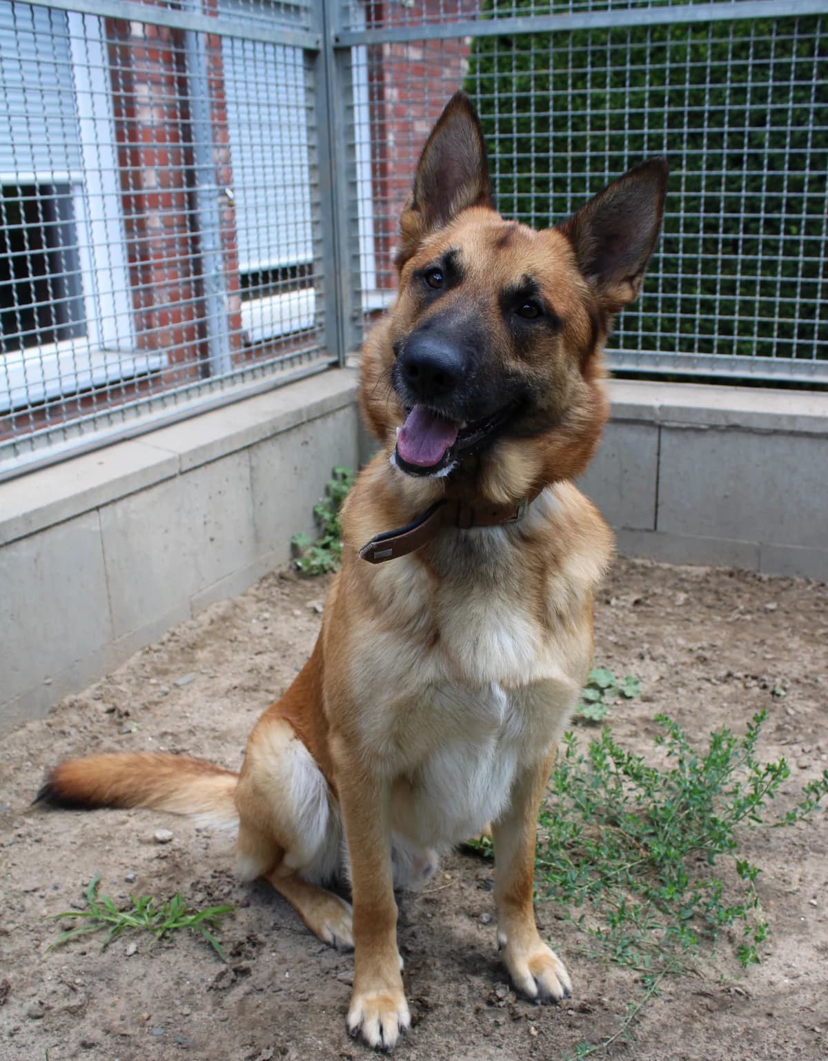 Kobra, male 3yo German Shepherd for adoption at Tierheim Braunschweig, Braunschweig