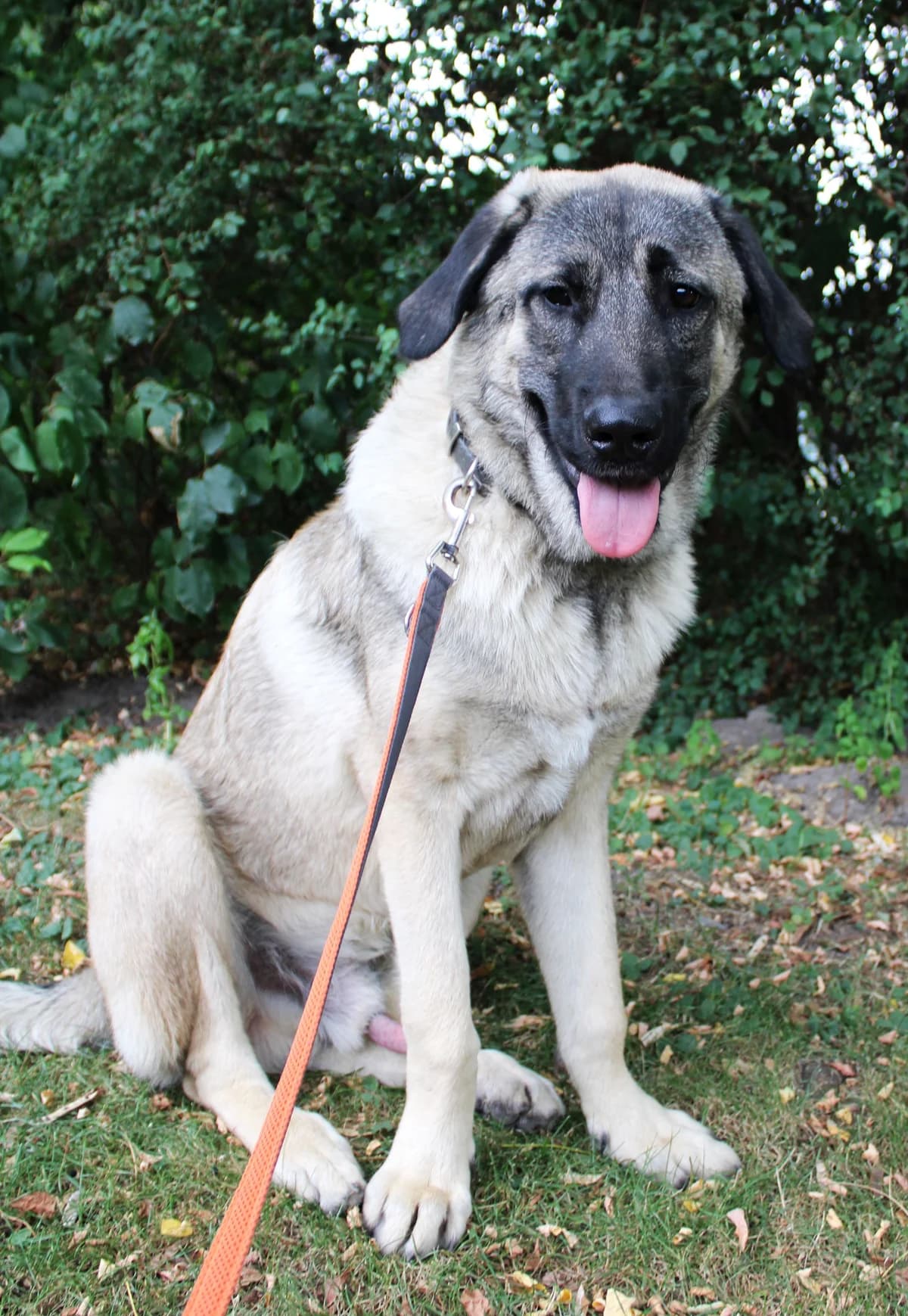 Tyson, male Kangal for adoption at Tierheim Braunschweig, Braunschweig