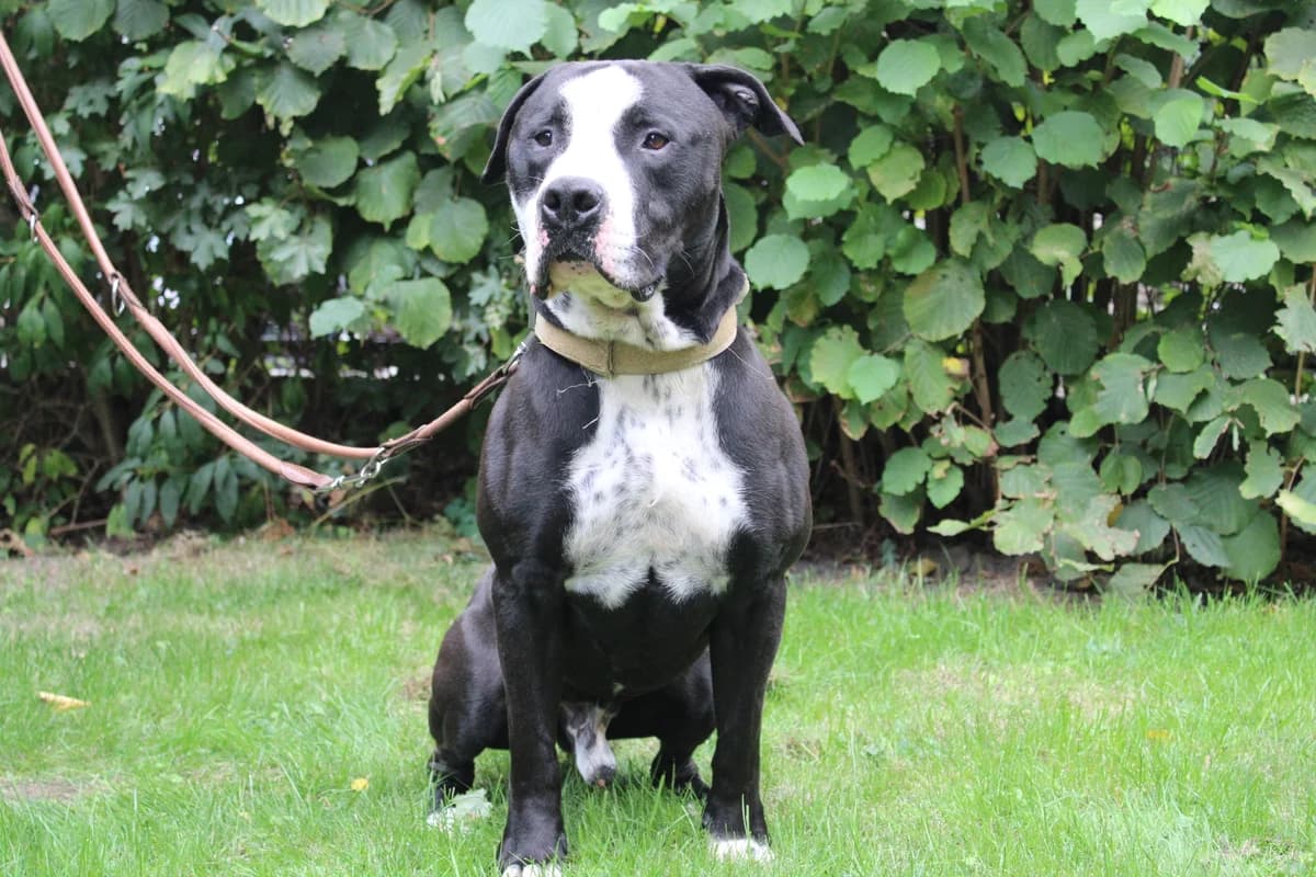 Zeus, male 5yo Staffordshire Bull Terrier for adoption at Tierheim Braunschweig, Braunschweig