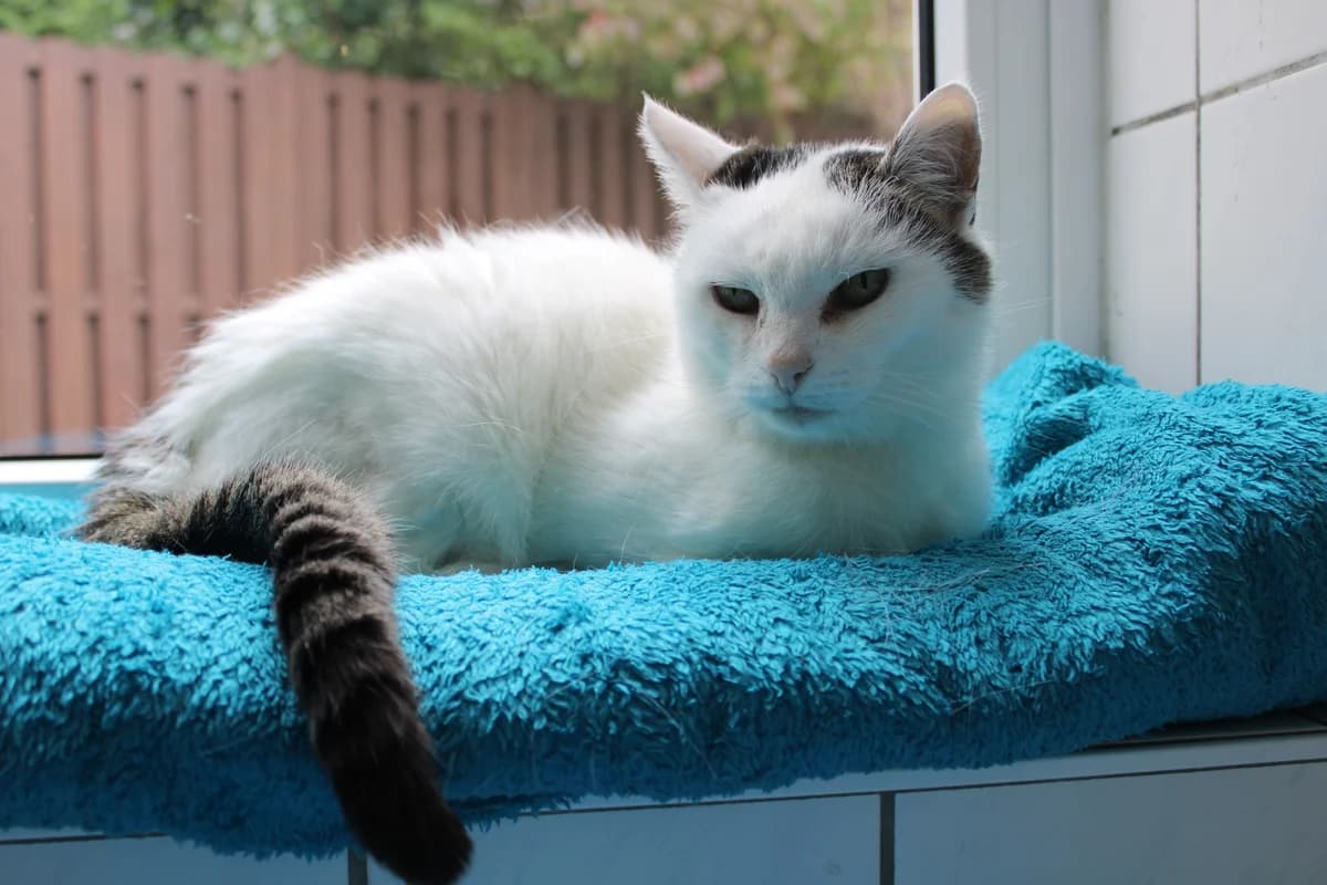 Penny, female senior mixed breed for adoption at Tierheim Braunschweig, Braunschweig