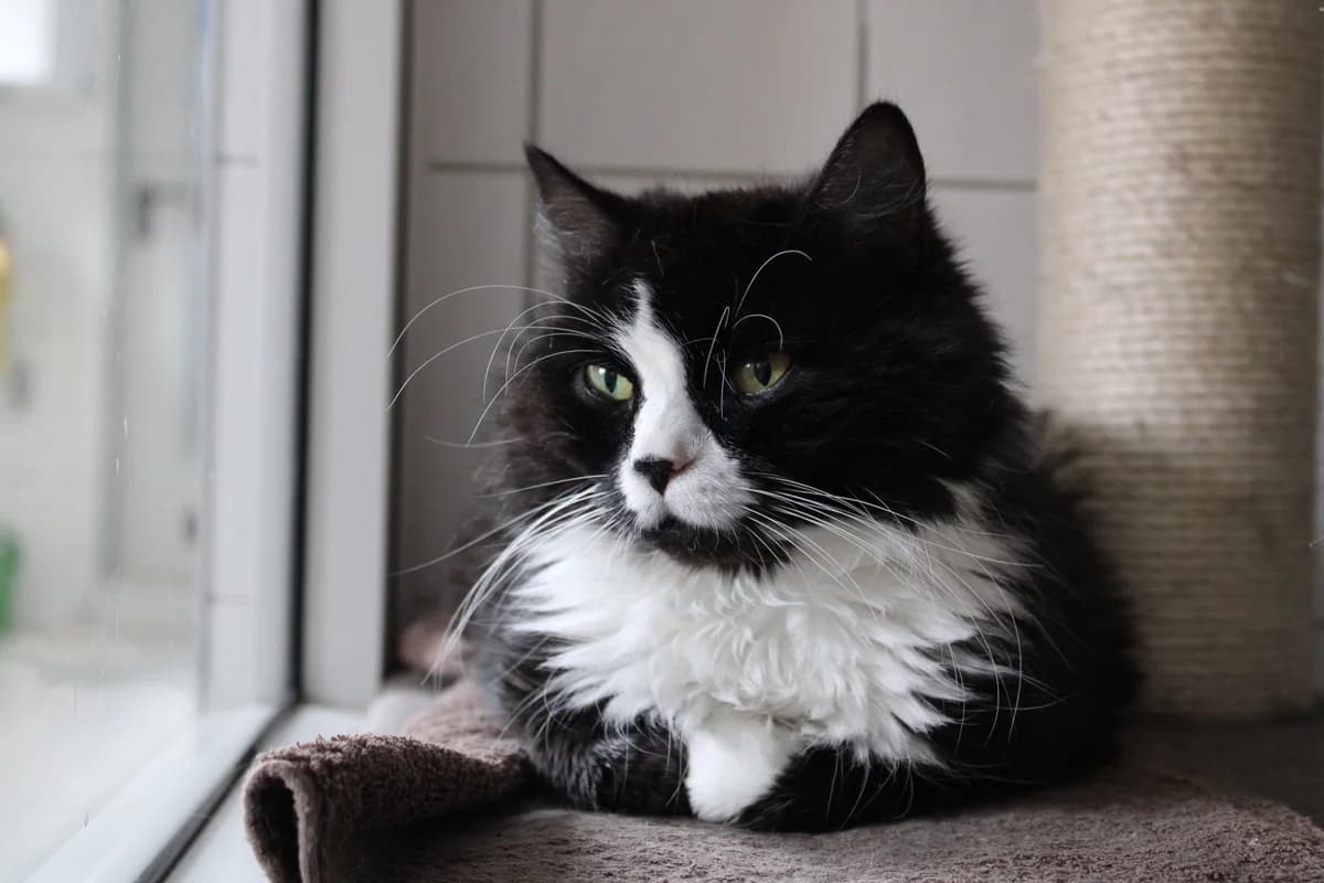 Nala, female senior Mixed Breed for adoption at Tierheim Braunschweig, Braunschweig