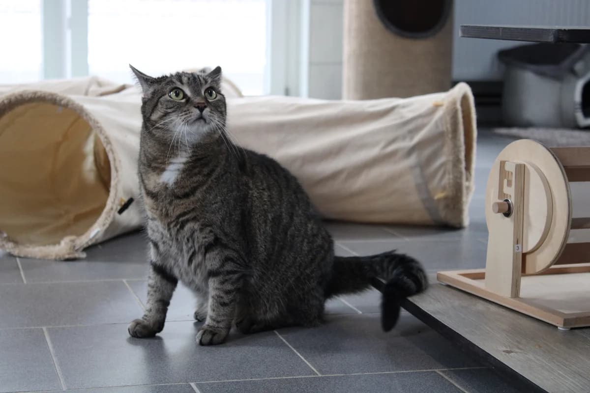 Momo, female 6yo mixed breed for adoption at Tierheim Braunschweig, Braunschweig