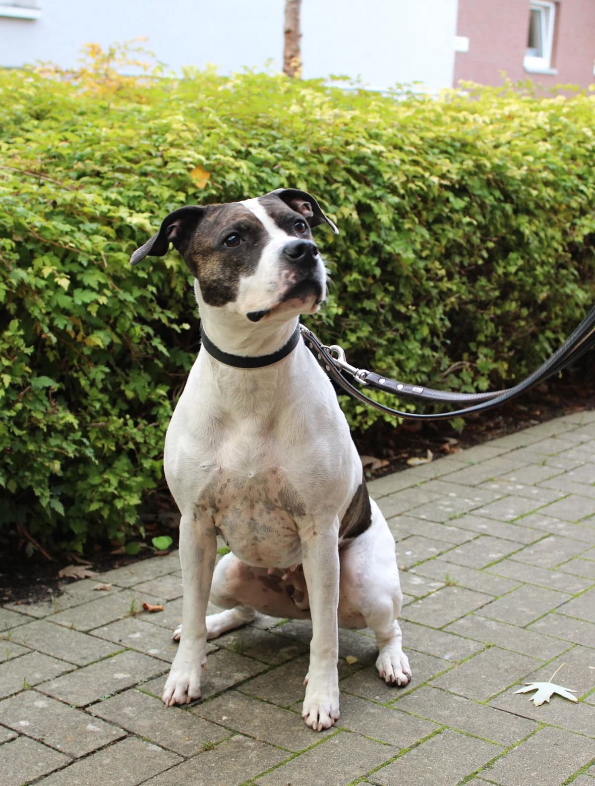 Bailey, female 5yo Mixed Breed for adoption at Tierheim Braunschweig, Braunschweig