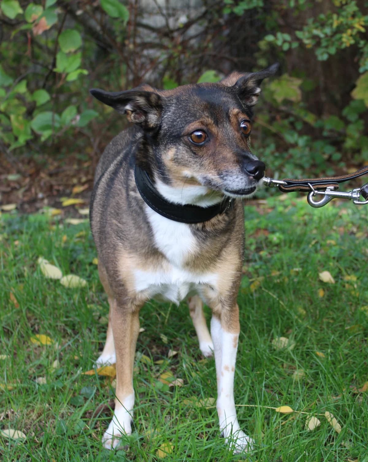 Shorty, male Mixed Breed for adoption at Tierheim Braunschweig, Braunschweig