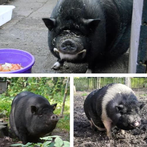 Rosi und Freunde, mixed breed for adoption at Tierheim Bremen, Bremen