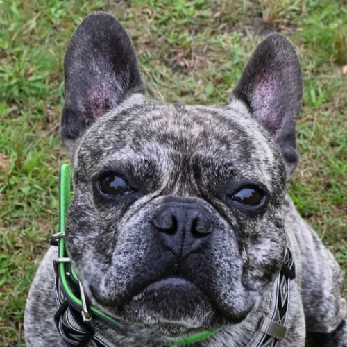 Carlos, English Bulldog for adoption at Tierheim Bremen, Bremen
