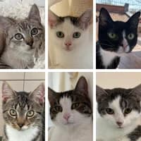 Tifti Pua und Pepe, Mixed Breed Cat for adoption at Tierheim Bremen, Bremen