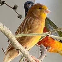 Kanarienvogel Hahn, mixed breed for adoption at Tierheim Bremen, Bremen