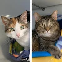 Nia und Lina, Mixed Breed Cat for adoption at Tierheim Bremen, Bremen