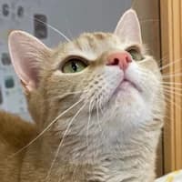 Chila, Mixed Breed Cat for adoption at Tierheim Bremen, Bremen