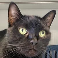 Tim, Mixed Breed Cat for adoption at Tierheim Bremen, Bremen