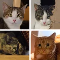 Maggie Fiete Lukas und Lisi, Mixed Breed Cat for adoption at Tierheim Bremen, Bremen