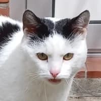 Domian, Mixed Breed Cat for adoption at Tierheim Bremen, Bremen