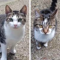 Sandy und Pearla, Mixed Breed Cat for adoption at Tierheim Bremen, Bremen