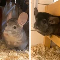 Dior und Gucci, Chinchilla for adoption at Tierheim Bremen, Bremen