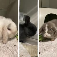 Charlotta Jula und Helge, mixed breed for adoption at Tierheim Bremen, Bremen