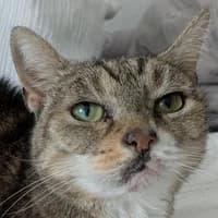 Gretel Endpflegestelle, Mixed Breed Cat for adoption at Tierheim Bremen, Bremen