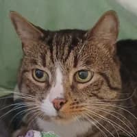 Bunny, Mixed Breed Cat for adoption at Tierheim Bremen, Bremen