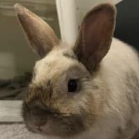 Hazel, mixed breed for adoption at Tierheim Bremen, Bremen