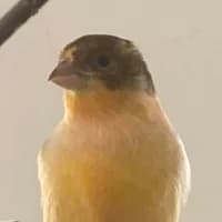 Kanarienvogel-Hähne, mixed breed for adoption at Tierheim Bremen, Bremen