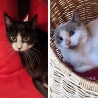 Leander und Quinn, Mixed Breed Cat for adoption at Tierheim Bremen, Bremen
