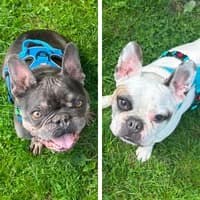 Fritz und Buddy Endpflegestelle, English Bulldog for adoption at Tierheim Bremen, Bremen