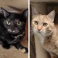 Bibi und Tina, Mixed Breed Cat for adoption at Tierheim Bremen, Bremen