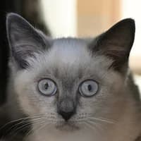 Alice Zelda Lyric Lark Clover und Winnie, Mixed Breed Cat for adoption at Tierheim Bremen, Bremen
