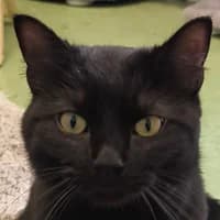 Robbie, Mixed Breed Cat for adoption at Tierheim Bremen, Bremen