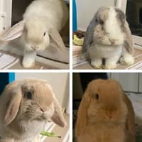 Violet Rosie Lily und Poppy, mixed breed for adoption at Tierheim Bremen, Bremen