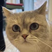Lili, British Shorthair for adoption at Tierheim Bremen, Bremen