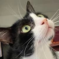 Buddha, Mixed Breed Cat for adoption at Tierheim Bremen, Bremen