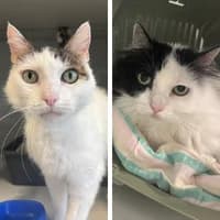 Kauro und Rin, Mixed Breed Cat for adoption at Tierheim Bremen, Bremen