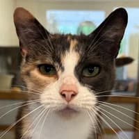 Nala, Mixed Breed Cat for adoption at Tierheim Bremen, Bremen