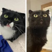 Ruby und Bella, Scottish Fold for adoption at Tierheim Bremen, Bremen