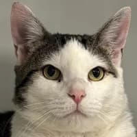 Charlie, Mixed Breed Cat for adoption at Tierheim Bremen, Bremen