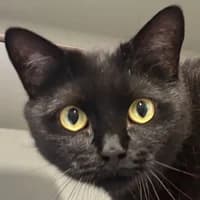 Carla, Mixed Breed Cat for adoption at Tierheim Bremen, Bremen