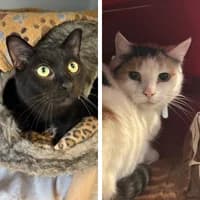 Bibbi und Prinz, Mixed Breed Cat for adoption at Tierheim Bremen, Bremen